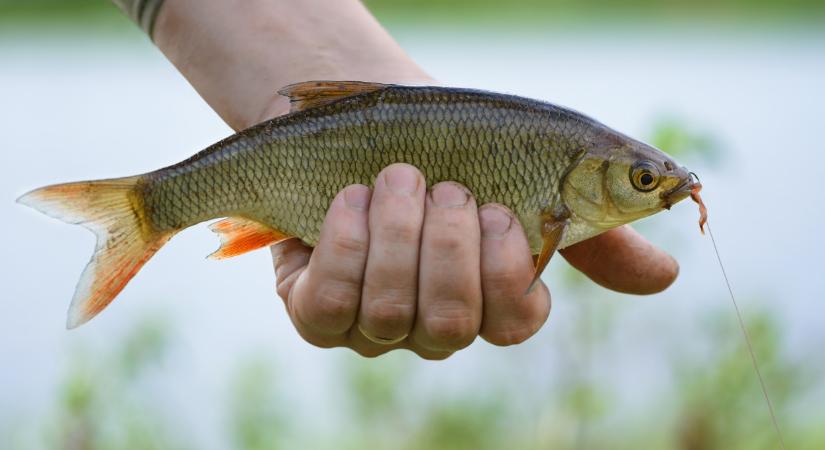 Durva, milyen halat találtak a Dunában: mindenki meglepődött