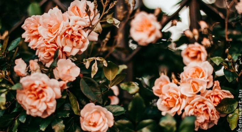 5 tipp, hogyan metsszük meg tavasszal a rózsát