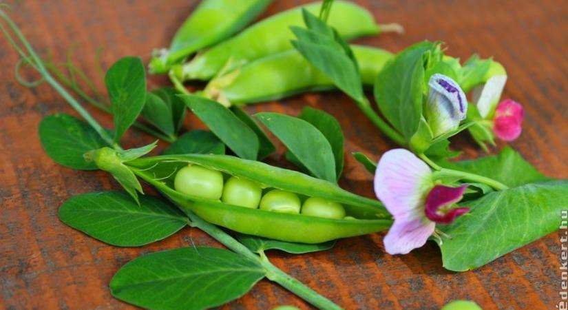 Zöldborsó: így terem rengeteget