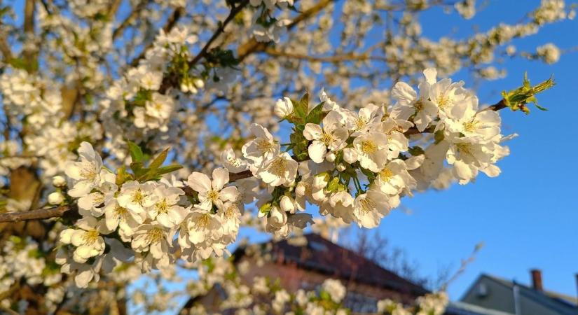 A gyümölcsfáknak nem fog tetszeni – nulla fok alá is benézhet a hőmérséklet csütörtök hajnalra