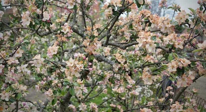 Időjárás: Rendesen benézünk a 0 fok alá, és lesz, ahová hó is jut