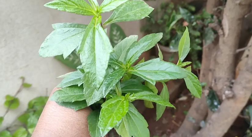 Ne ültesd el őket! 5 év múlva garantáltan megbánod – ezek a növények tönkreteszik a kerted!