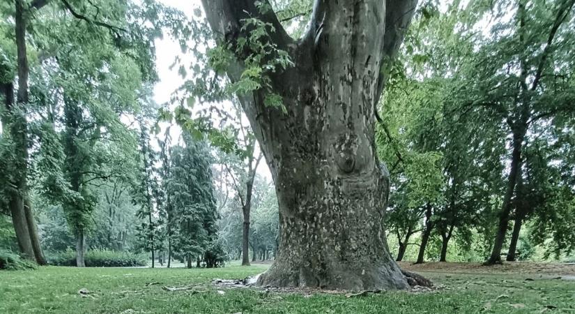 Nem elég, hogy elveszett a táskája, azonnal lecsaptak a bankkártyájára - segítséget kért az egri hölgy