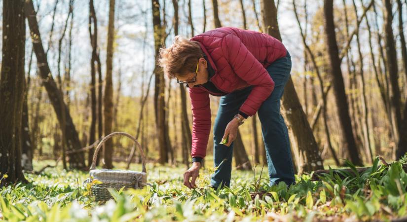 Szőnyegként borítja a hegyoldalakat a tavasz kedvenc csemegéje: most szedd, mielőtt túl késő lesz  Fotók