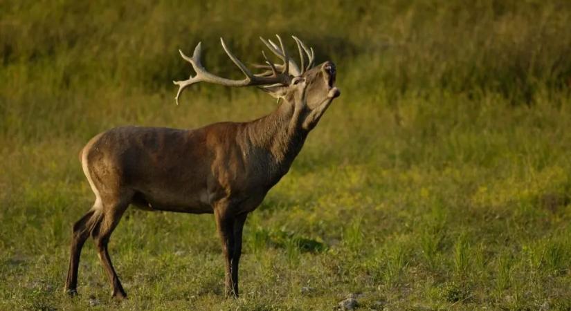 Életveszélyes pillanatok: őzek cikáztak az autók között Balatonfenyvesen – videó