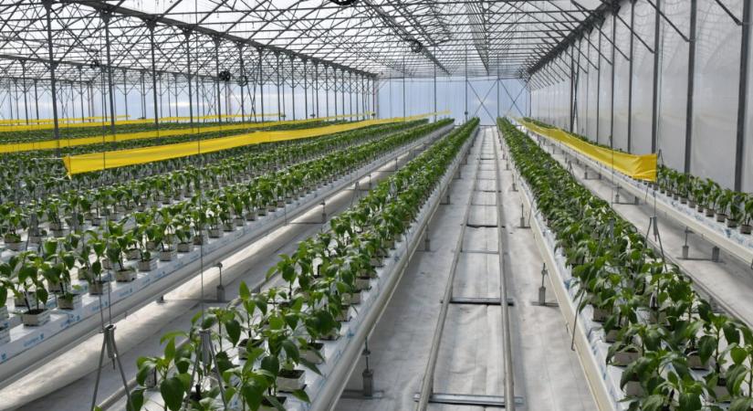 DélKerTÉSZ: Öregszik a kertészszakma, új program indul a fiatalok oktatására