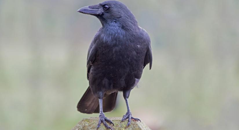 Eldurvult a varjúhelyzet a Balatonnál