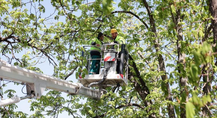 Veszélyben Eger kedvenc fái, így mentenék meg őket – ha elindulnak ezen az úton, nem lehet visszafordulni