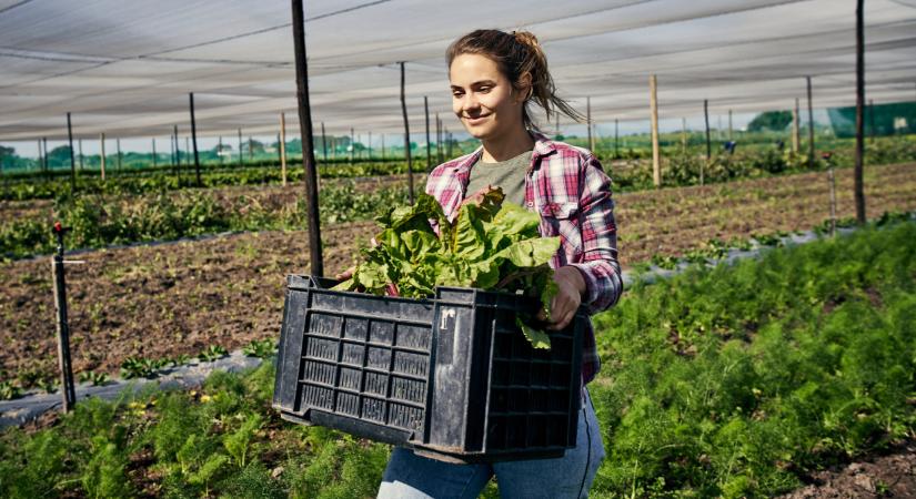 Nem mindennapi ajánlattal csábítják a fiatalokat a magyar kertészetekbe
