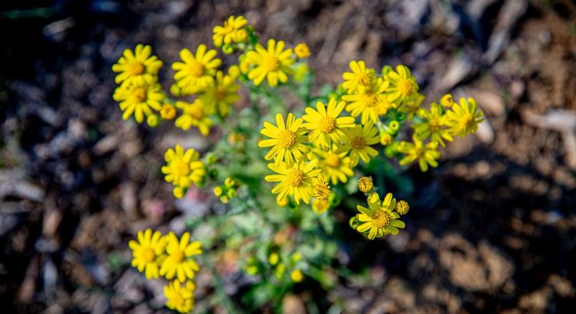 Fordulat a levegőben – nem lesz egyhangú a csütörtöki idő
