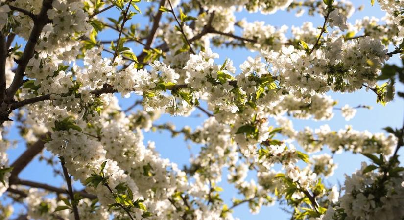 Küszöbön a hanami: Japán egy napra Szegedre költözik