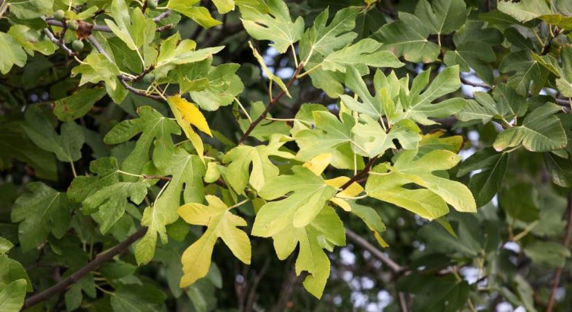 Ilyen fát inkább ne ültessünk a házunk közelébe