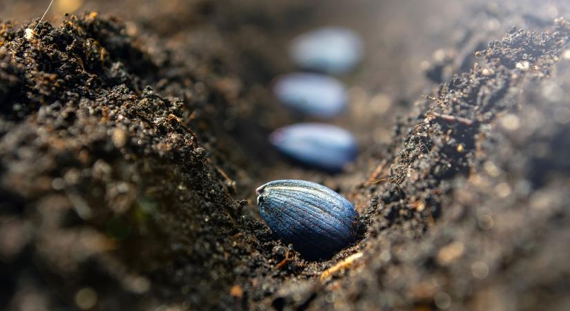 Lassan halad a munka? Így van jól, most mások sem gyorsabbak
