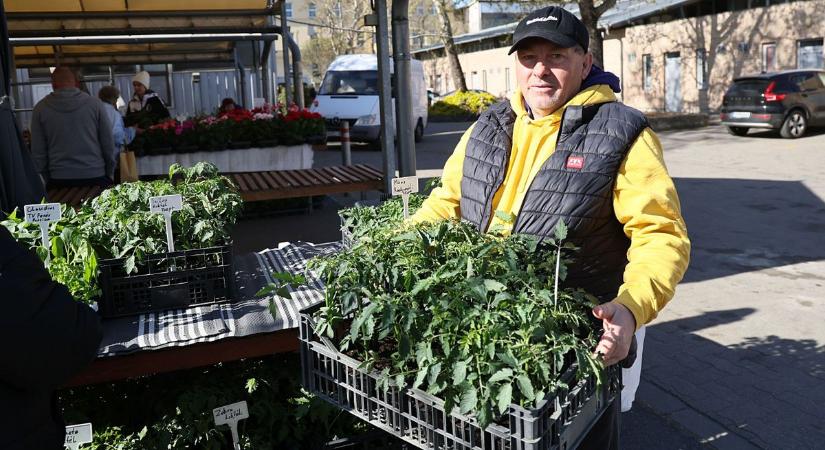 Kiderült, mennyibe kerülnek idén a palánták Szegeden: ezek most a legnépszerűbb növények a Mars téri piacon