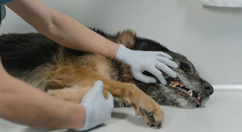 Halálos vírus terjed a Dunántúlon: egyetlen hiba is végzetes lehet a kutyákra és macskákra