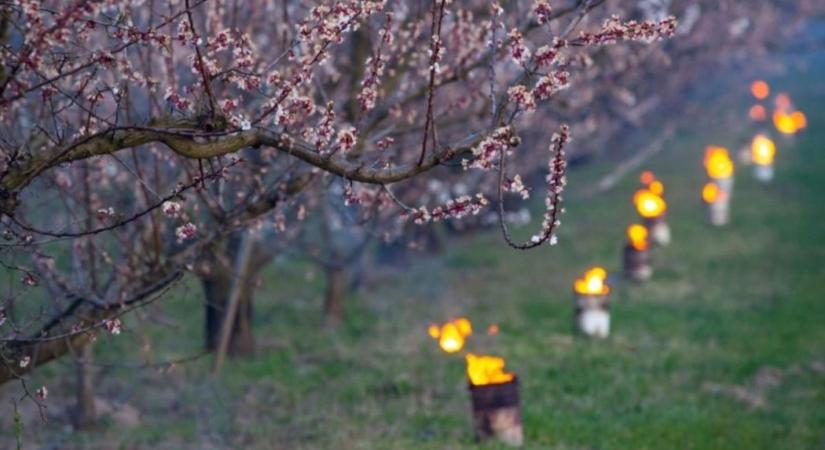 Jönnek a reggeli mínuszok: ez a 3 biztos módszer minden kerti növényt megvéd a fagyoktól