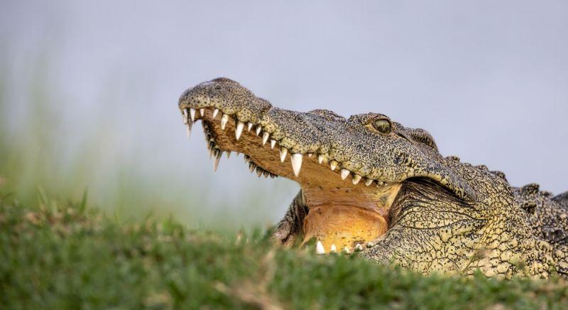 Krokodilokat uszítanak az illegális bevándorlókra