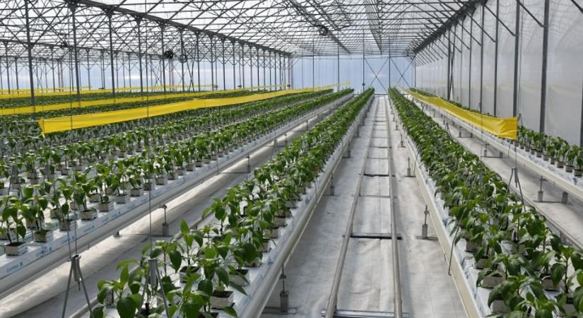 Ingyen növényház és biztos piac: Ilyen ajánlatot még nem kaptak a fiatal kertészek