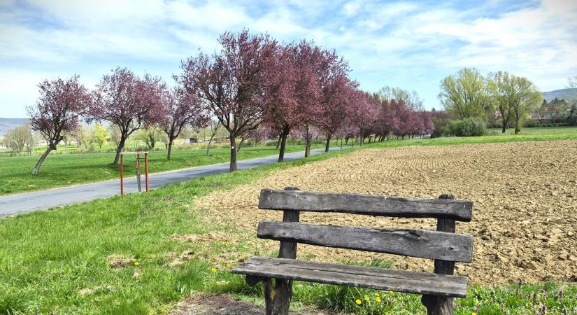 51: Lájkgyanús helyek Zalában – magnólia, virágzó fasor és titkos csodák