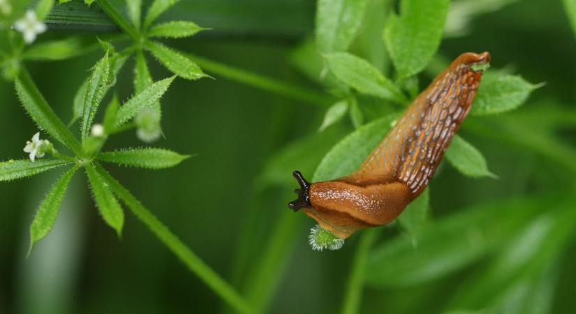 Ezeknek a növényeknek adj helyet a kertedben, és búcsút inthetsz a csigáknak