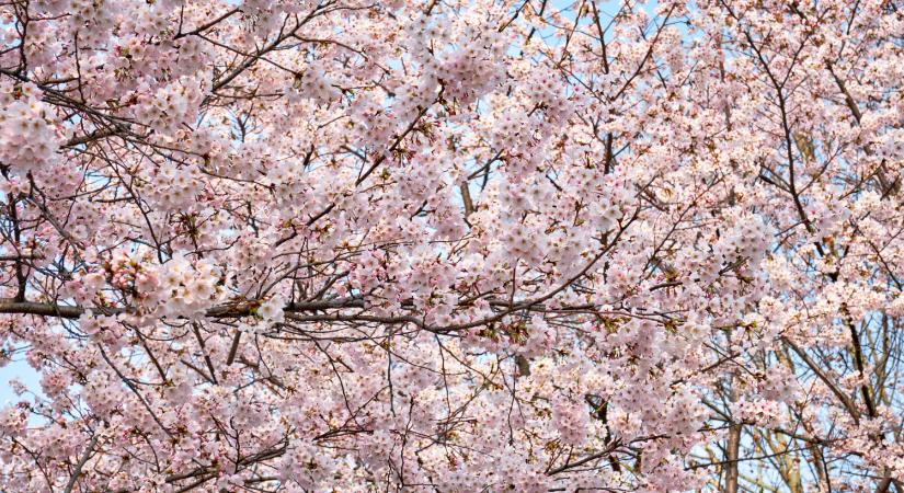 Sakura Ünnep, költészeti és musical fesztivál borral és BBQ-val – hétvégi programajánló