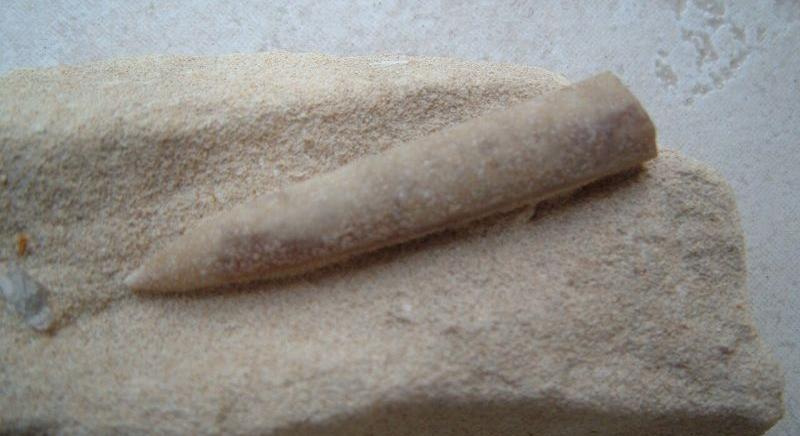 Magyar lelet: túlélték a dinoszauruszokat a belemniteszek