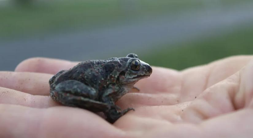 Tíz éve még hemzsegtek a békák Farmoson, idén kevesebb, mint százat mentettek meg