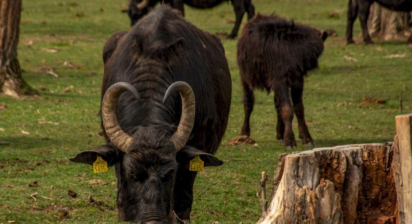 Bájos bivalyok a Kis-Balatonnál