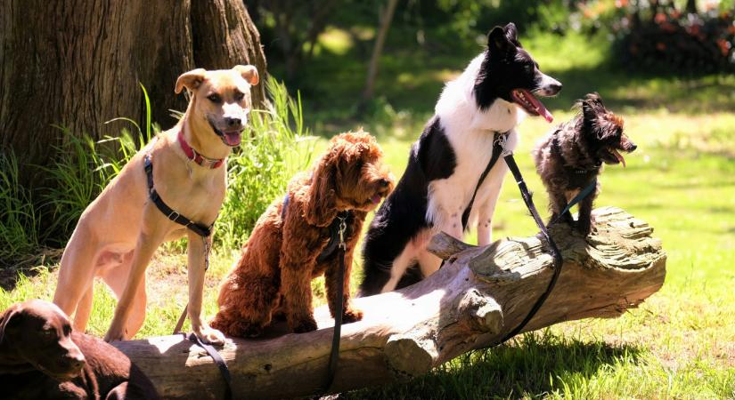 Ez a 10 kutyafajta mára kihalt: eltűntek, sosem fogjuk lát őket az utcákon többé