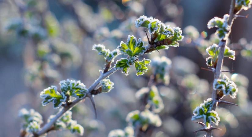 Milliók veszhetnek oda egy fagyos hajnalon: megint izgulhatunk a gyümölcsökért