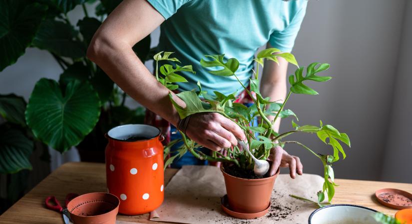 Ezért tesznek egyre többen kanalat a virágcserépbe! Furcsa trükk, amire sok hobbikertész esküszik