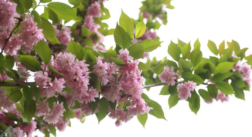 Folytatódik a szeles időjárás