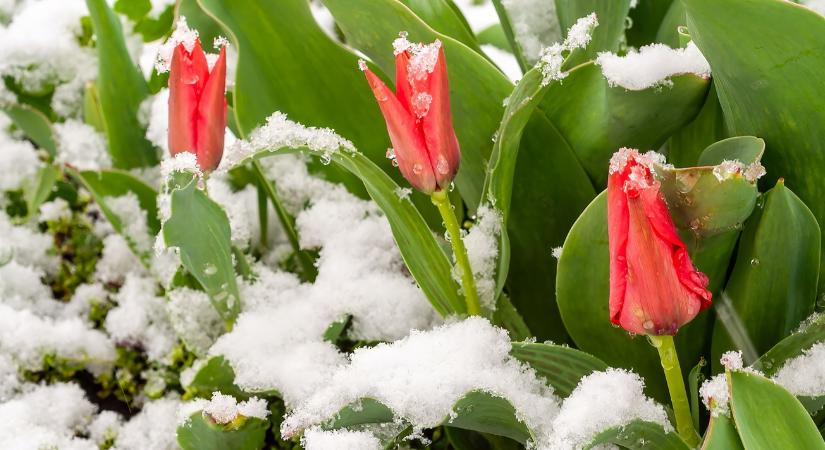Napról napra rosszabb lesz: mutatjuk, hogyan alakulnak az éjjeli fagyok