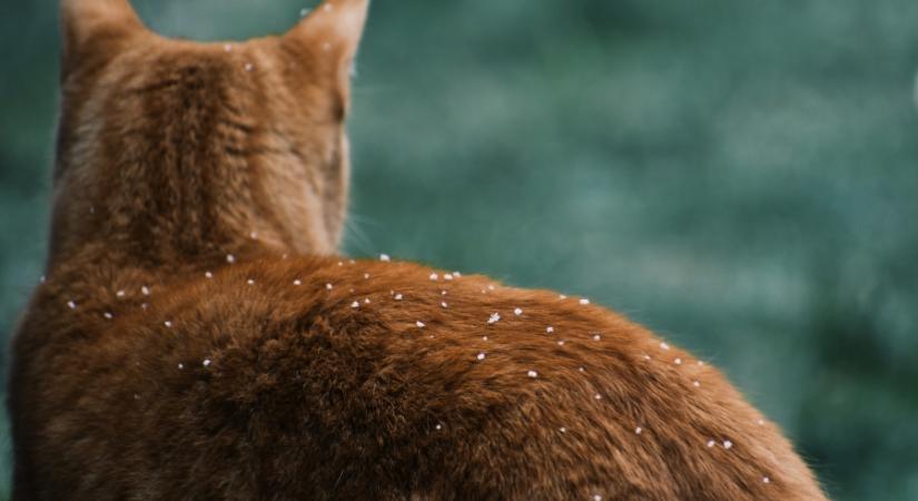 Mai időjárásunk nyomokban telet is tartalmazhat, lássuk miért