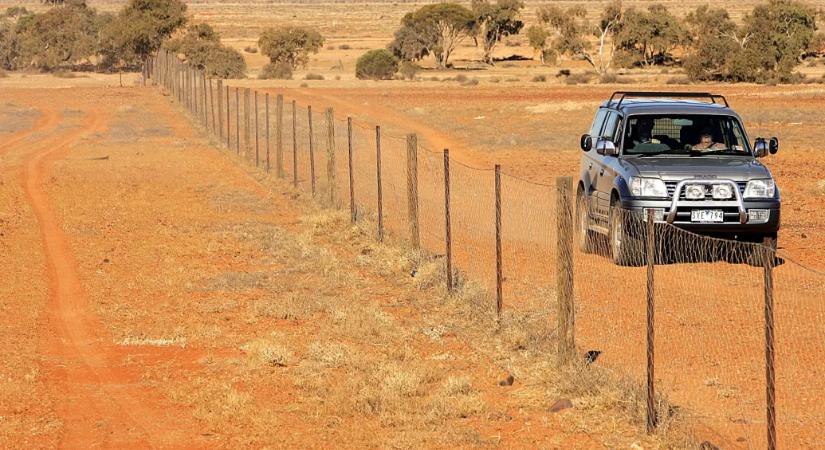 A világ leghosszabb kerítése vad kutyák ellen épült