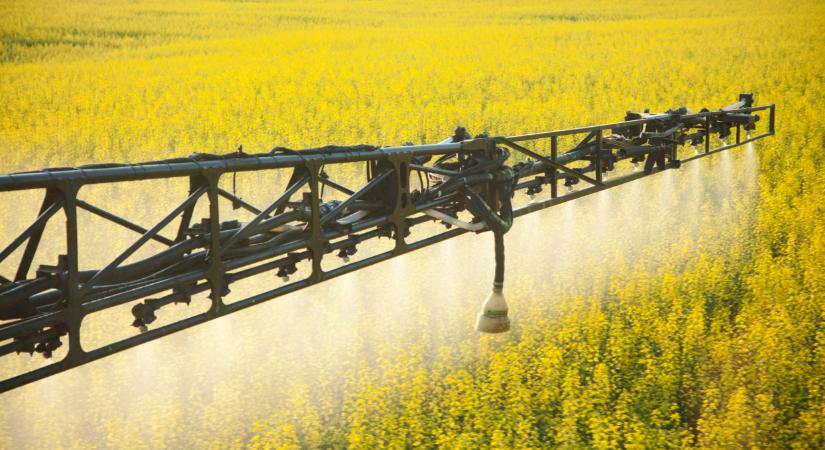 Ezen múlhat a repce sikere idén: sok gazda még mindig rosszul csinálja