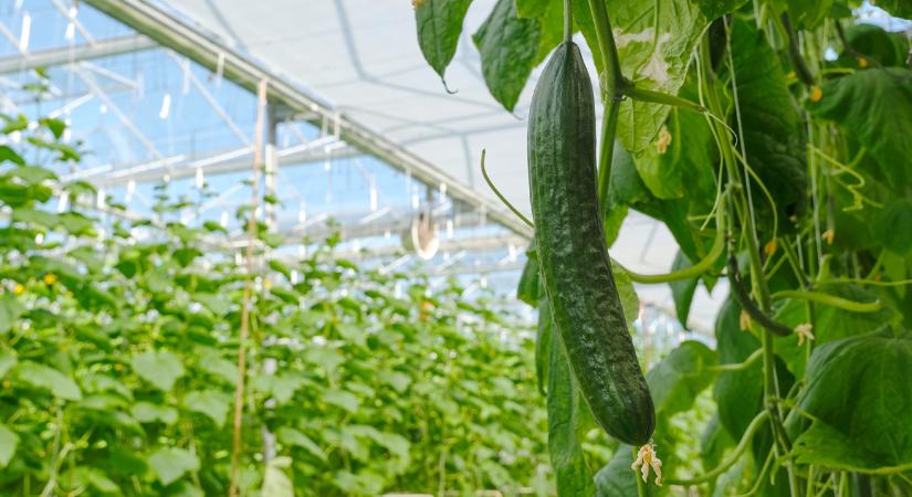 A marokkói uborka lehengerli Európát – Hogy lehet ennyire sikeres?