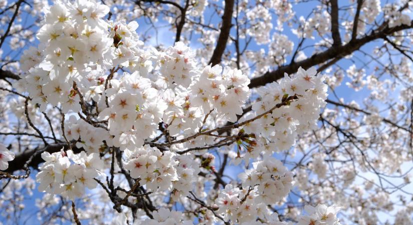 Orvosmeteorológia: folytatódik a lehűlés, hózápor is lehet