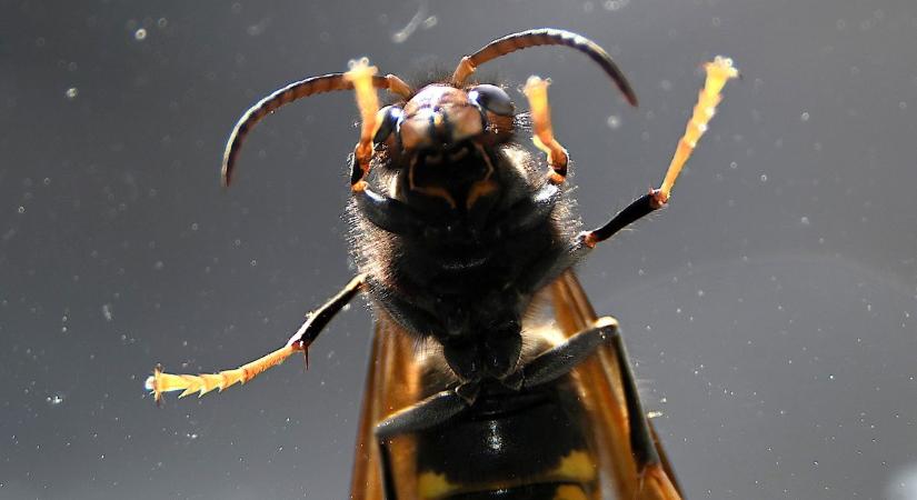 "Gyilkos darazsak támadnak" – szakembert kérdeztünk a ránk leselkedő veszélyekről