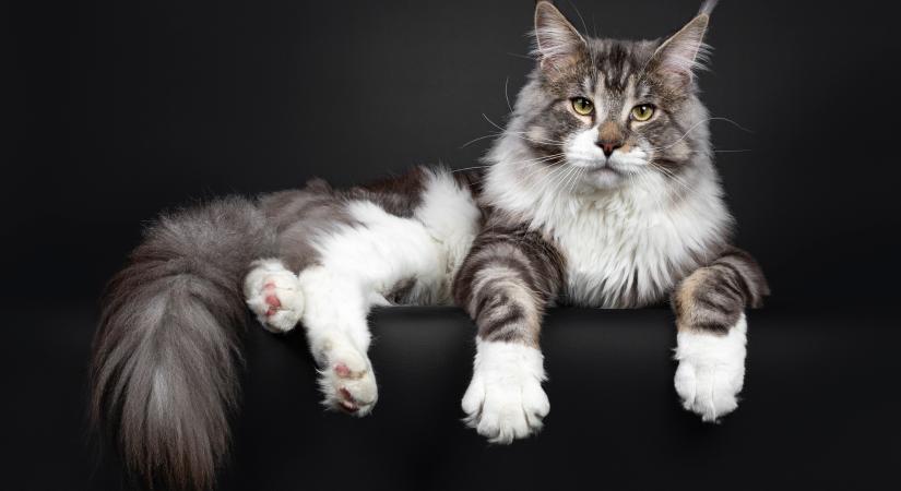 Ezek lettek 2025 legnépszerűbb macskafajtái