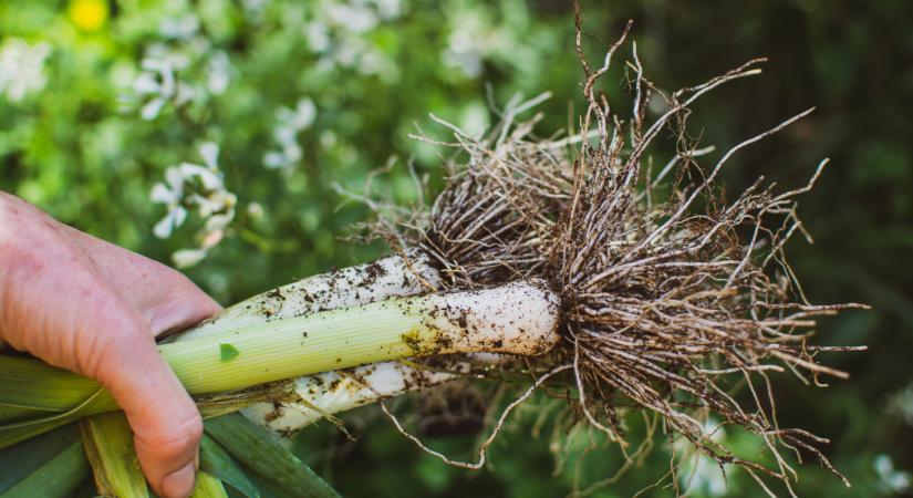 Szinte senki sem veszi ezt a zöldséget: fillérekért szórják ki a termelők