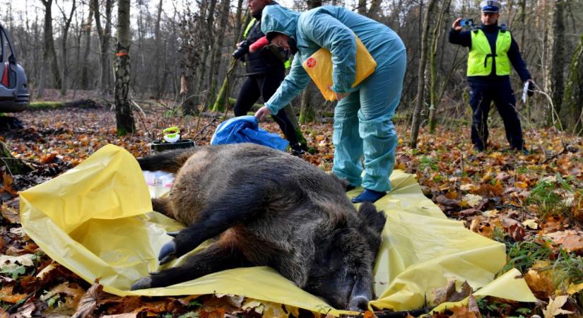 Szintet lép a sertéspestis? Tömeges vaddisznóhullás Kárpátalján