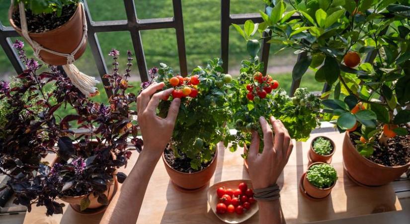 Rengetegen rontják el itt a balkonon nevelt zöldséget – Nem a fénnyel vagy a vízzel van baj