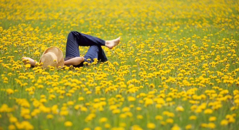 Ha ezt megtudod a pitypangról, egészen biztosan nem akarod többé kiirtani a kertedből