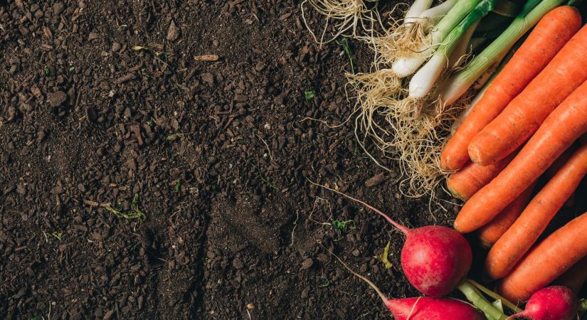 Vitaminban gazdagabb zöldség