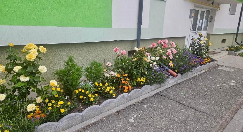 Idén is folytatódik a csíkszeredai környezetszépítő mozgalom – Lehet jelentkezni!