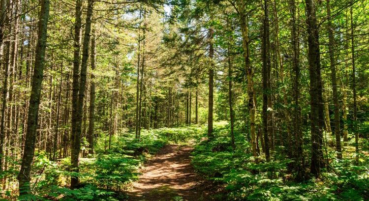 Nem mindenhol segít az erdő