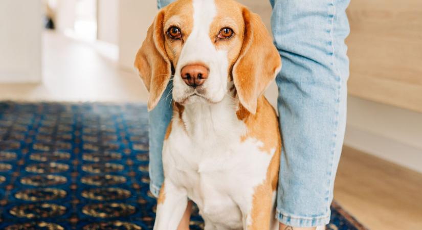 Mit jelent, ha a kutyád rád dől, vagy a lábadra ül? – Több van mögötte, mint hinnéd!