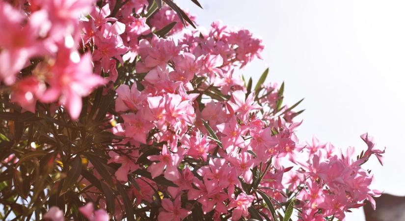 Megfagyott a leandered? Egy rossz lépés, és örökre búcsút inthetsz neki