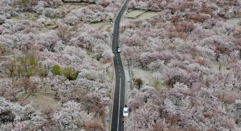 Utolsó alkalom – a cseresznye- és szilvavirágzás búcsúja